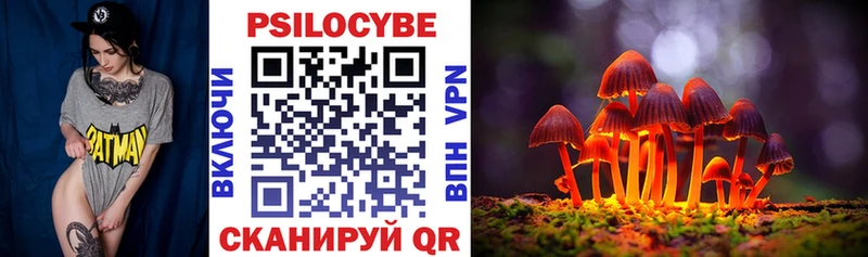 закладка  Курчалой  hydra   Псилоцибиновые грибы Psilocybe 